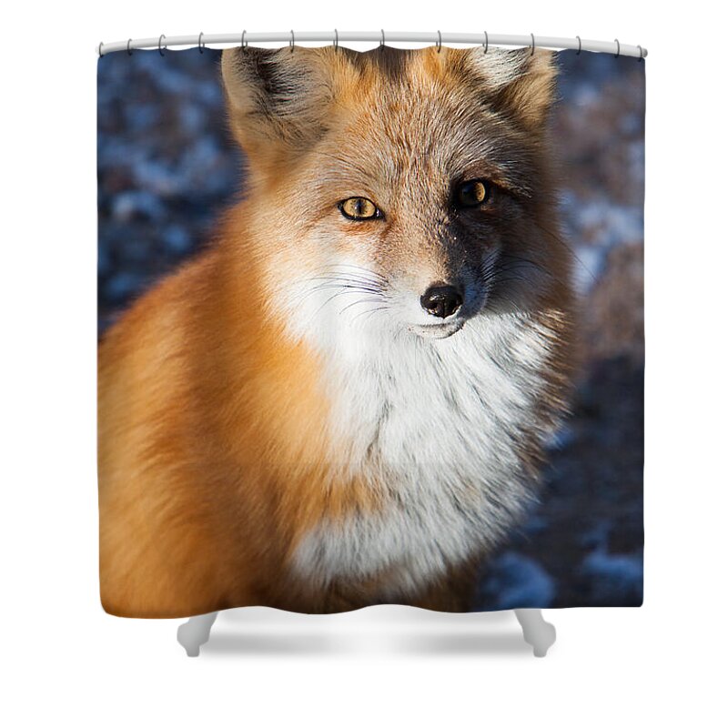 Animal Shower Curtain featuring the photograph Red Fox Standing by John Wadleigh