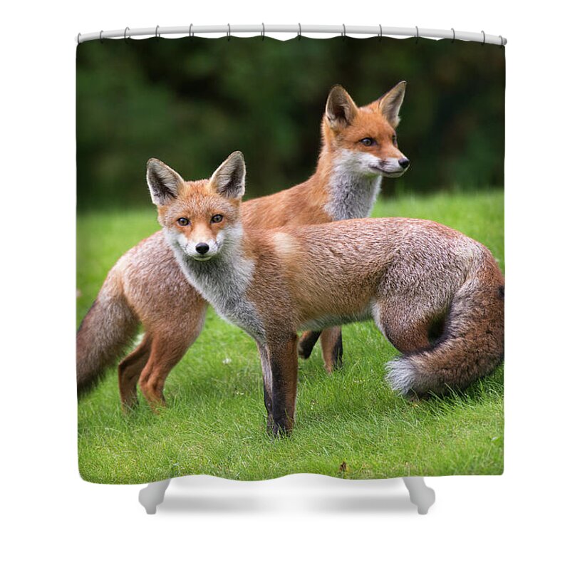 Conspiracy Shower Curtain featuring the photograph Red Foxes by James Warwick