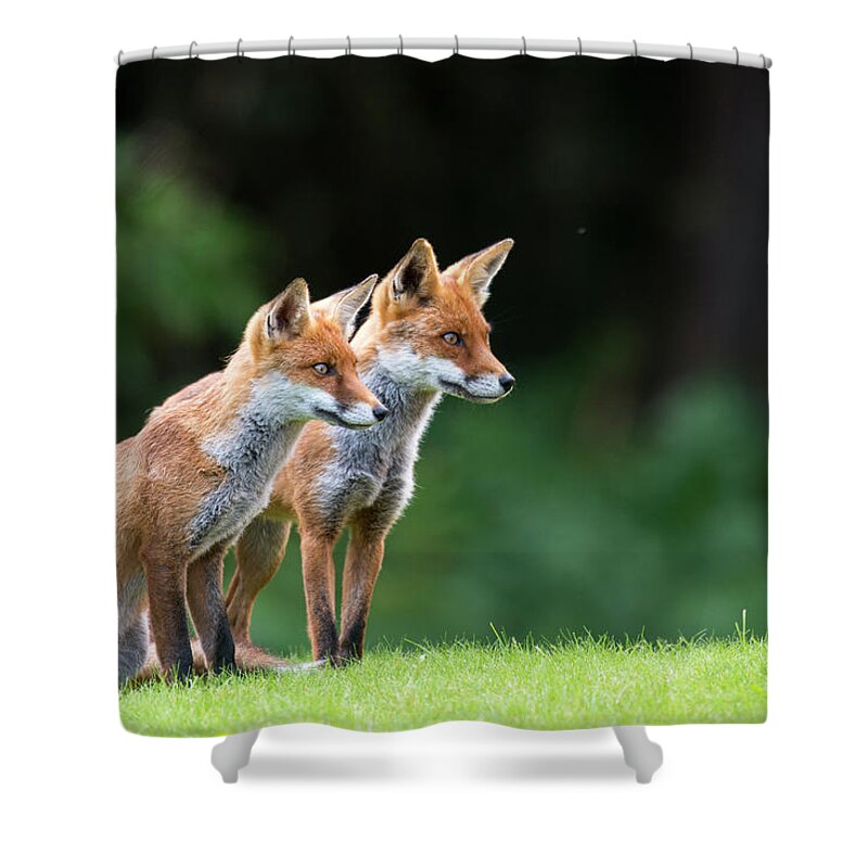 Conspiracy Shower Curtain featuring the photograph Red Foxes On Alert by James Warwick