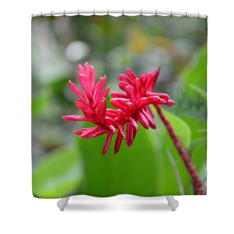Red Ginger Shower Curtain featuring the photograph Red Ginger by Laurel Best