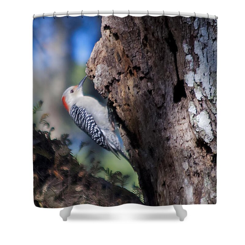 Wildlife Shower Curtain featuring the photograph Red Headed Woodpecker by Kenneth Albin