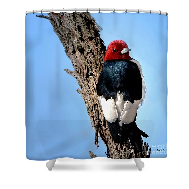 Nature Shower Curtain featuring the photograph Red-headed Woodpecker by Nava Thompson