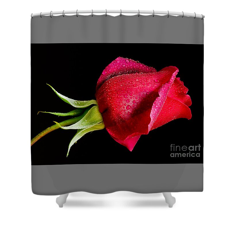 Oregon Shower Curtain featuring the photograph Red Hot by Nick Boren
