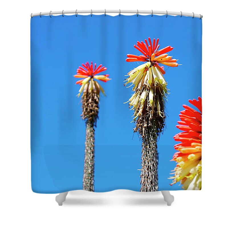 Viewpoint Shower Curtain featuring the photograph Red Hot Poker Or Torch Lily Kniphofia by Lazingbee