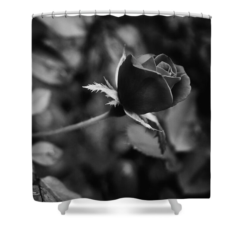 Knockout Roses Shower Curtain featuring the photograph Red Knockout Rose in Monochrome by Ben Shields