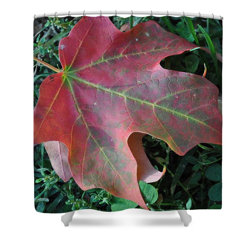 Red Shower Curtain featuring the photograph Red Leaf by Frank Madia