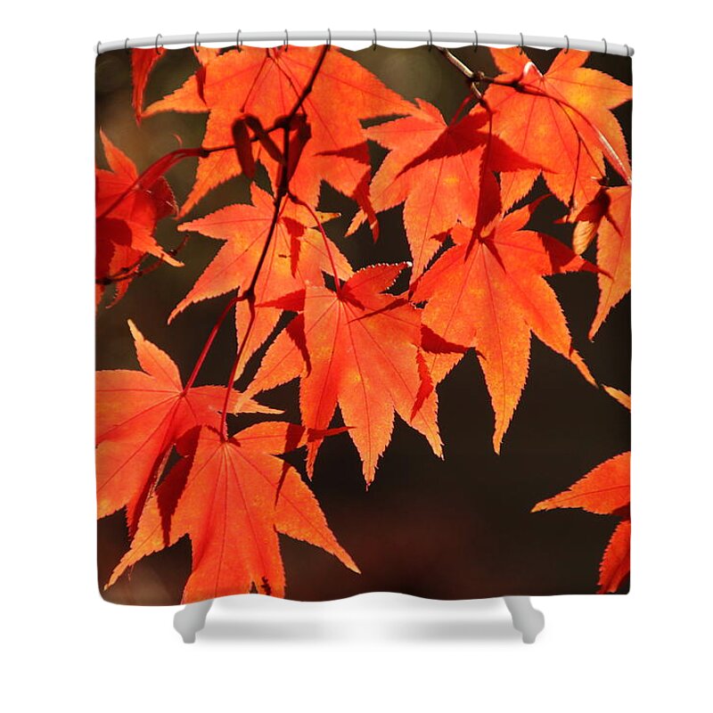 Japanese Maple Tree Shower Curtain featuring the photograph Japanese Maple Leaves in Fall by Valerie Collins
