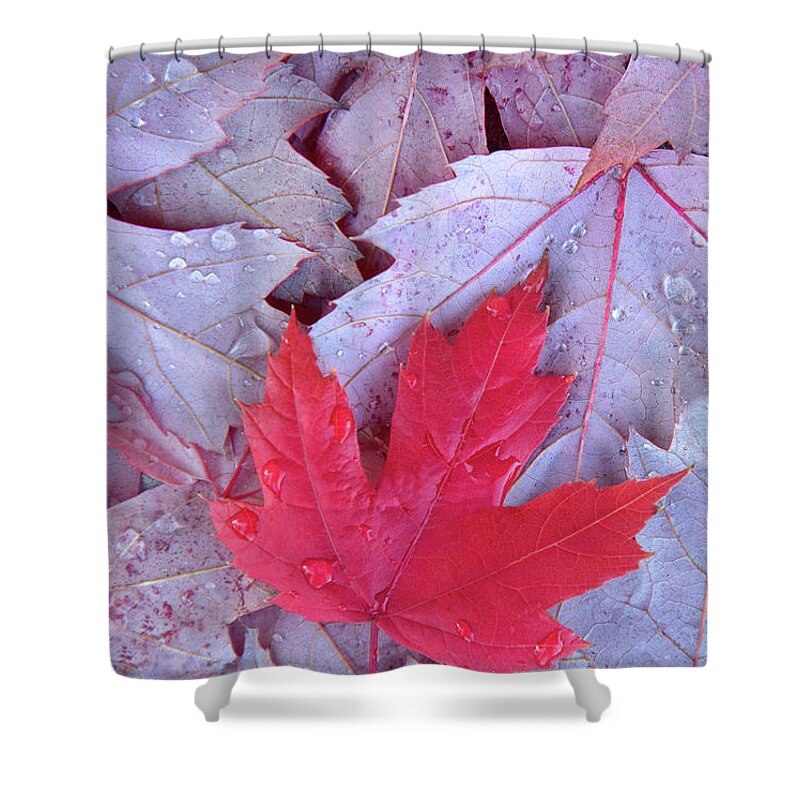 Outdoors Shower Curtain featuring the photograph Red Maple Leaf by Grant Faint