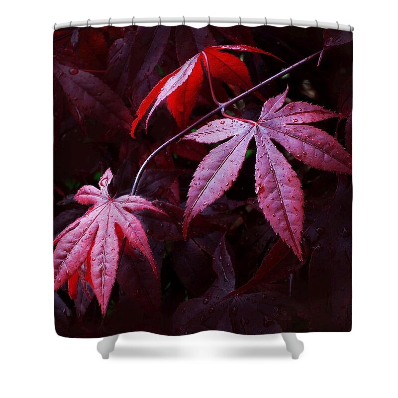 Burgundy Shower Curtain featuring the photograph Red Maple Trio by Carolyn Jacob