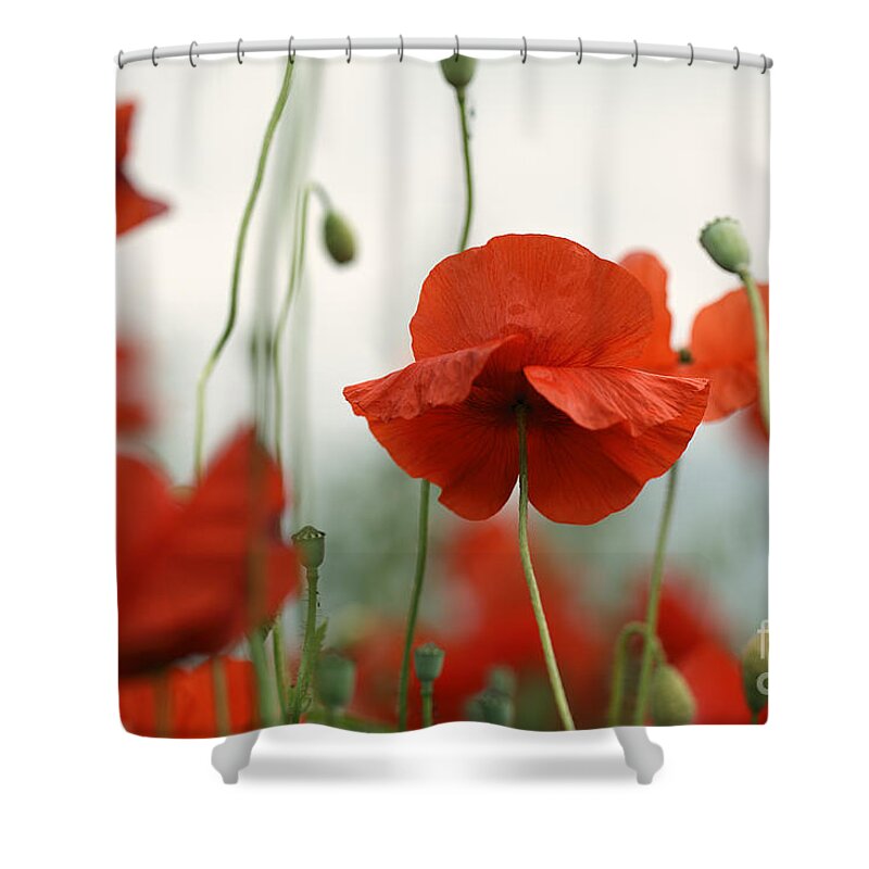 Poppy Shower Curtain featuring the photograph Red by Nailia Schwarz