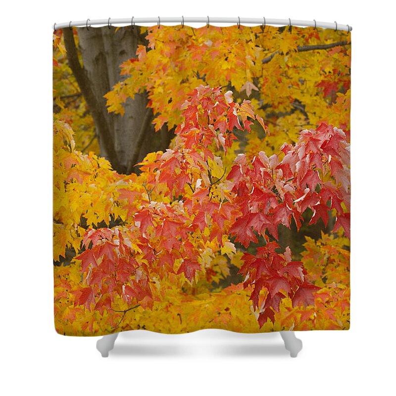 Red Shower Curtain featuring the photograph Red on Yellow by Paul W Faust - Impressions of Light