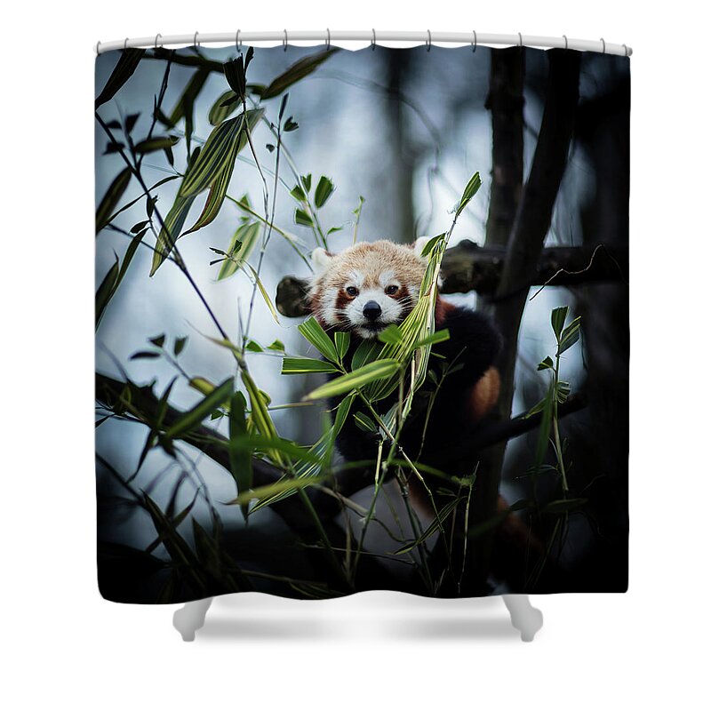 Panda Shower Curtain featuring the photograph Red Panda by Jaroslav Kocian