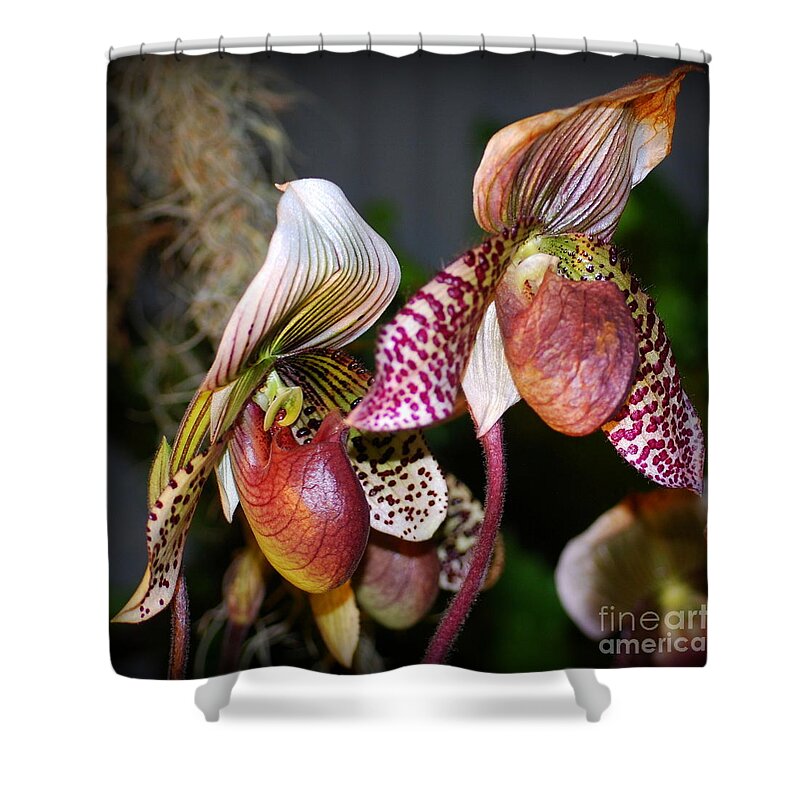 Orchid Shower Curtain featuring the photograph Red Pepper Green Jade Orchids by Nancy Mueller