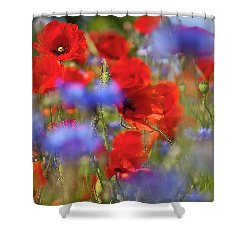 Poppy Shower Curtain featuring the photograph Red Poppies in the Maedow by Heiko Koehrer-Wagner