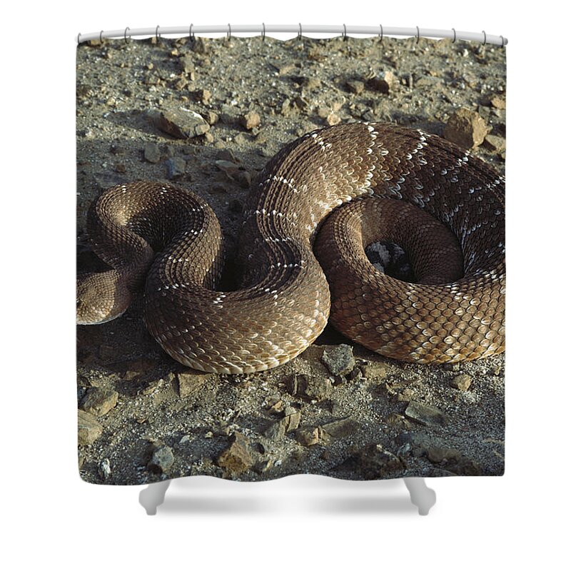Feb0514 Shower Curtain featuring the photograph Red Rattlesnake Baja California Mexico by Larry Minden
