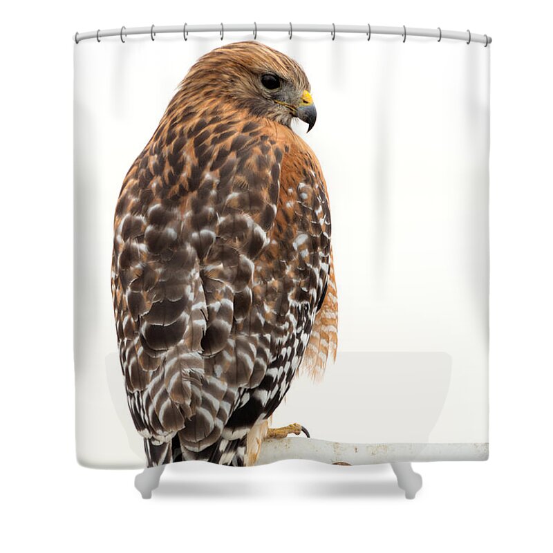 Buteo Shower Curtain featuring the photograph Red-shouldered Hawk by Kathleen Bishop