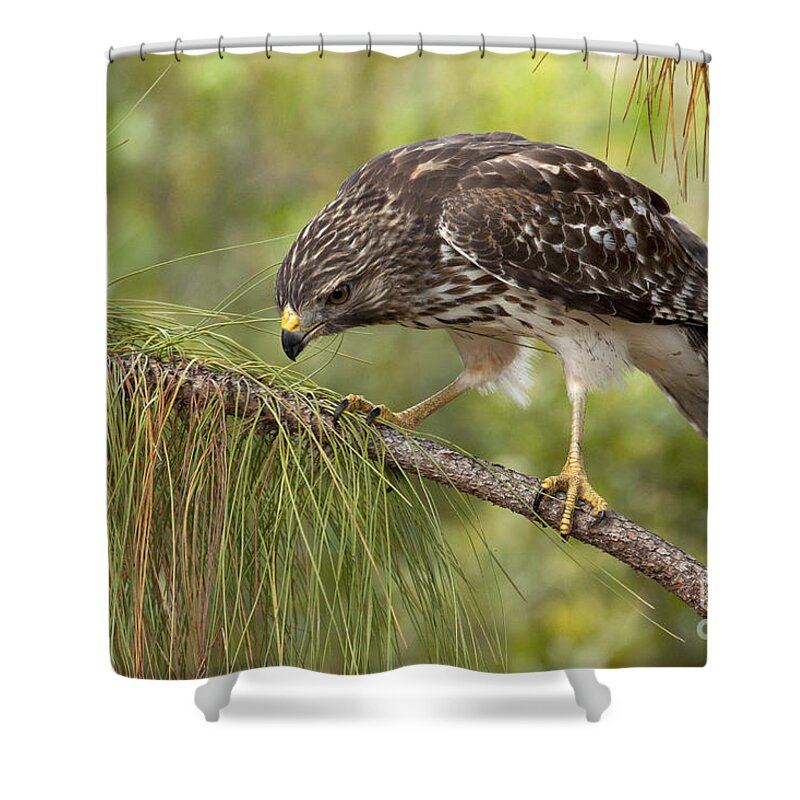Red-shouldered Hawk Shower Curtain featuring the photograph Red Shouldered Hawk Photo by Meg Rousher