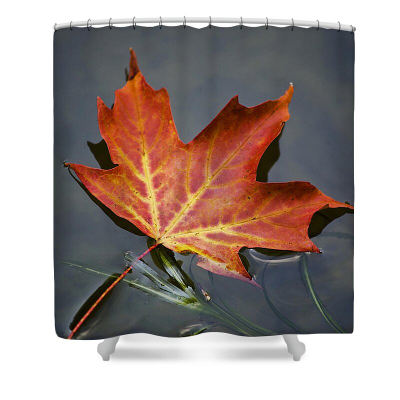 Leaf Shower Curtain featuring the photograph Red Sugar Maple Leaf by Christina Rollo