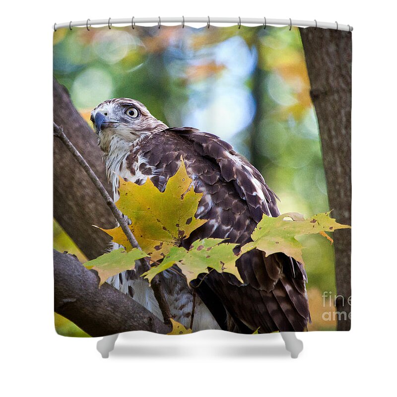 Birds Shower Curtain featuring the photograph Red Tail Hawk Closeup by Eleanor Abramson