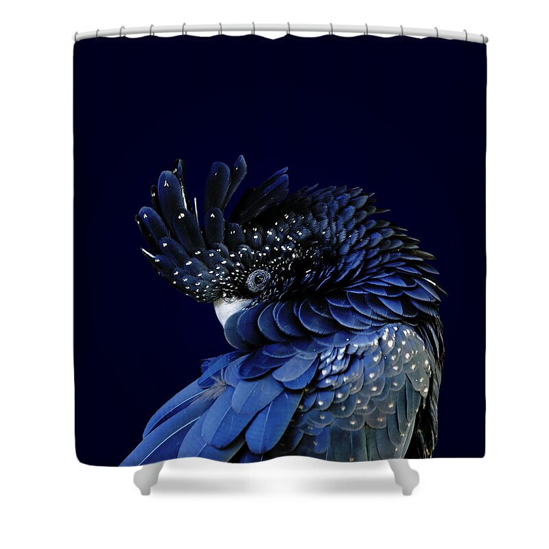 Fort Worth Shower Curtain featuring the photograph Red-tailed Black Cockatoo by © Debi Dalio