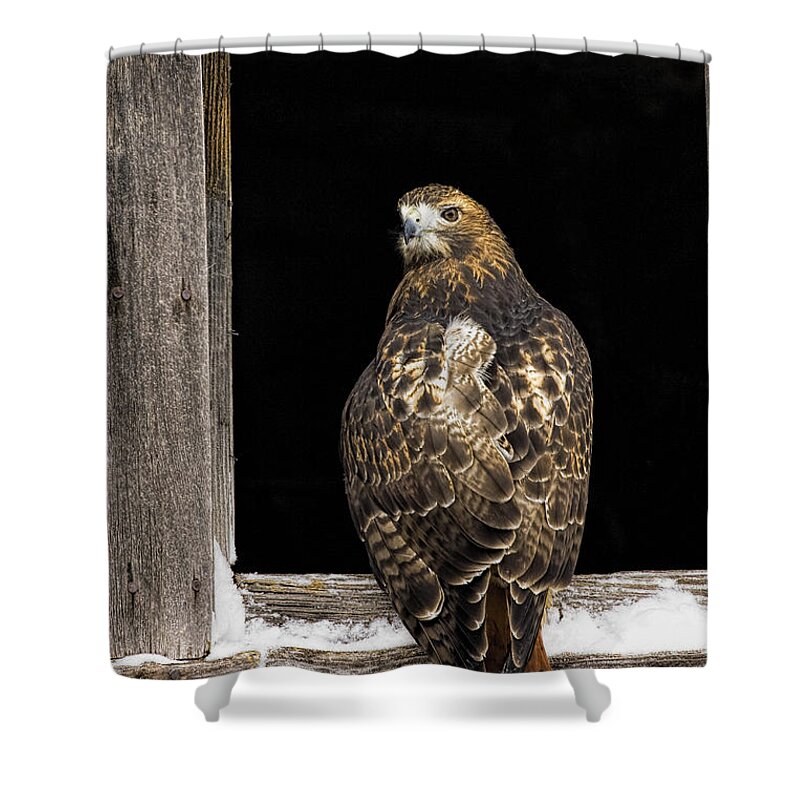 Hawk Shower Curtain featuring the photograph Red Tailed by Jack Milchanowski