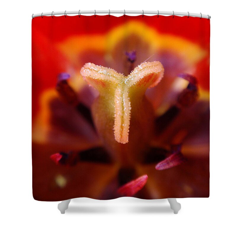 Tulip Shower Curtain featuring the photograph Red Tulip Abstract by Rona Black