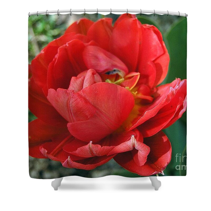 Red Tulip Shower Curtain featuring the photograph Red Tulip by Vesna Martinjak