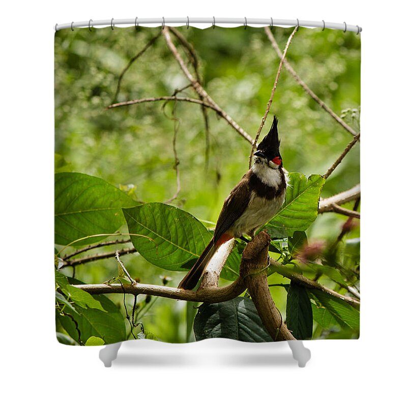 Pycnonotus Jocosus Shower Curtain featuring the photograph Red-whiskered Bulbul by SAURAVphoto Online Store