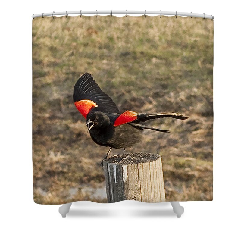 Red Wing Black Bird (icteridae Shower Curtain featuring the photograph Red Wing Mating Display by Daniel Hebard