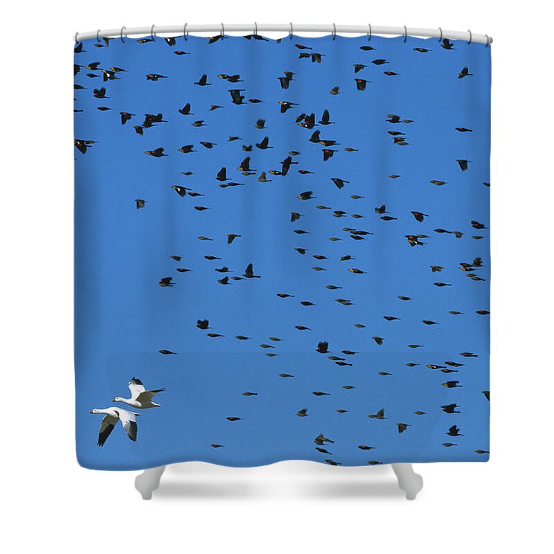 Feb0514 Shower Curtain featuring the photograph Red-winged And Yellow-headed Blackbirds by Konrad Wothe
