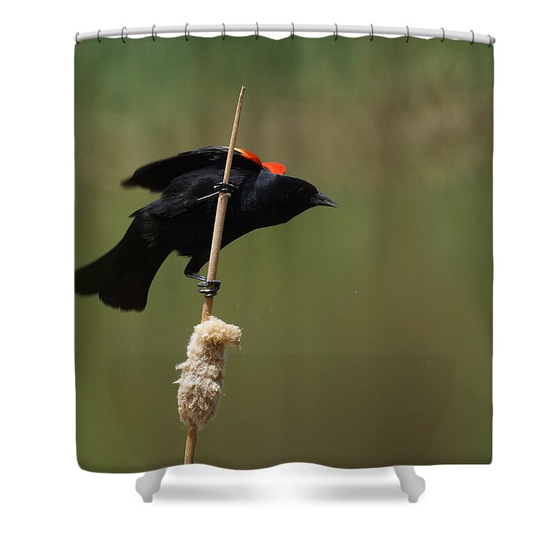 Red Winged Blackbird Shower Curtain featuring the Red Winged Blackbird 3 by Ernest Echols