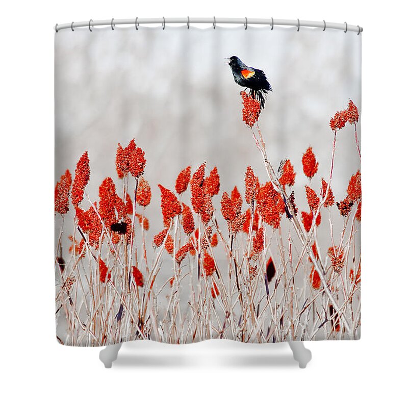 Dunns Marsh Shower Curtain featuring the photograph Red Winged Blackbird On Sumac by Steven Ralser