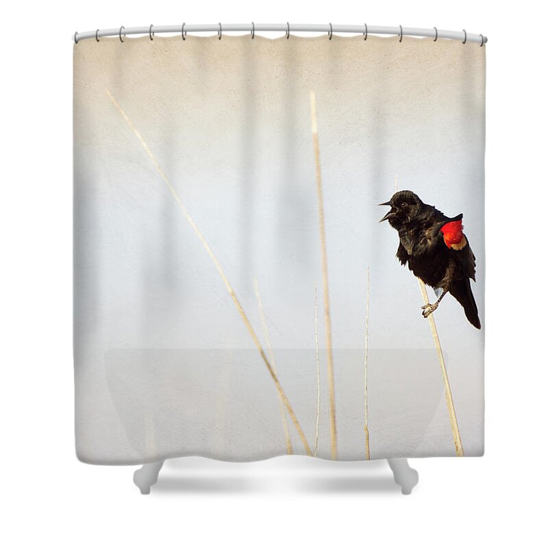 Animal Themes Shower Curtain featuring the photograph Red-winged Blackbird by Susangaryphotography