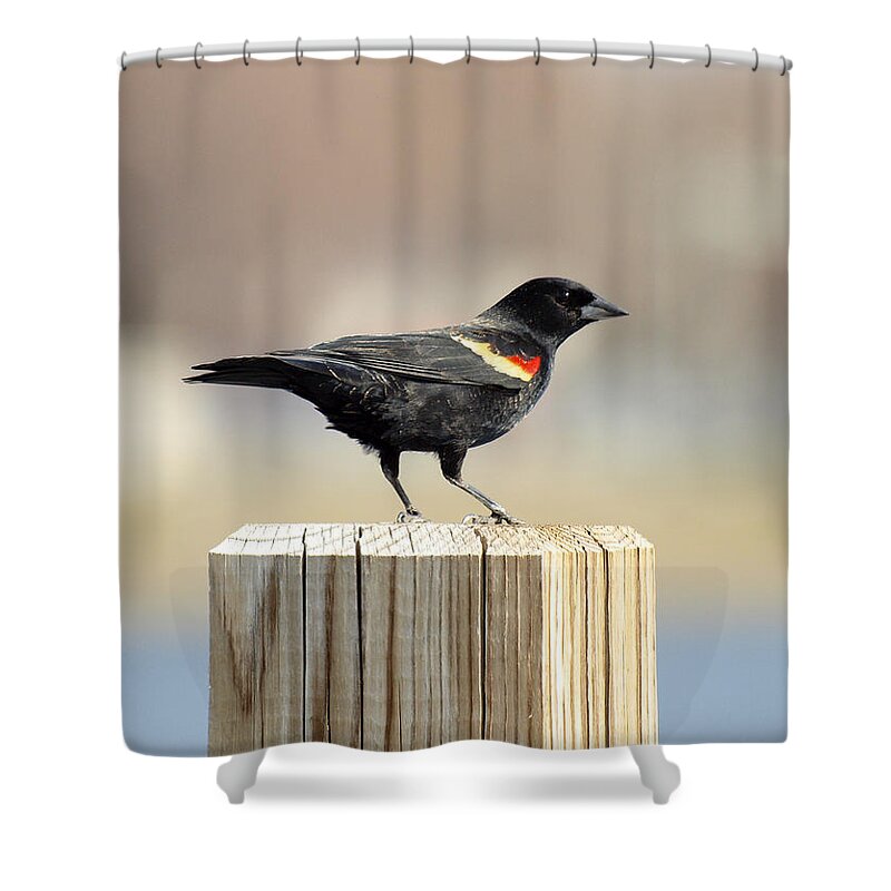 Red Winged Blackbird Shower Curtain featuring the photograph Red Winged Blackbird by Thomas Young
