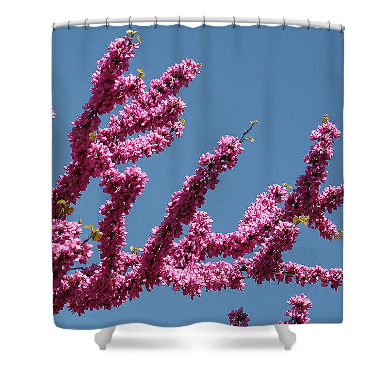 Nature Shower Curtain featuring the photograph Redbud Against Blue Sky by William Selander
