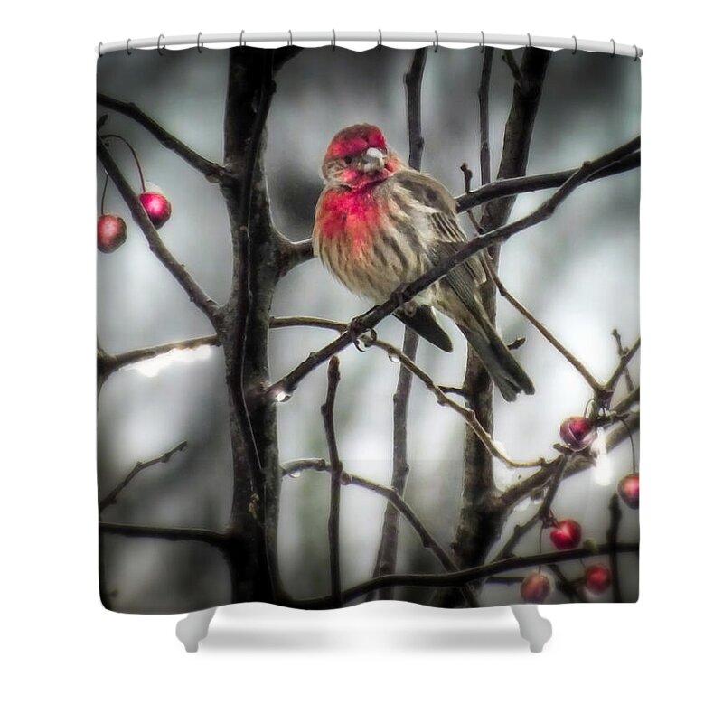 Red Birds Shower Curtain featuring the photograph REDS of WINTER by Karen Wiles