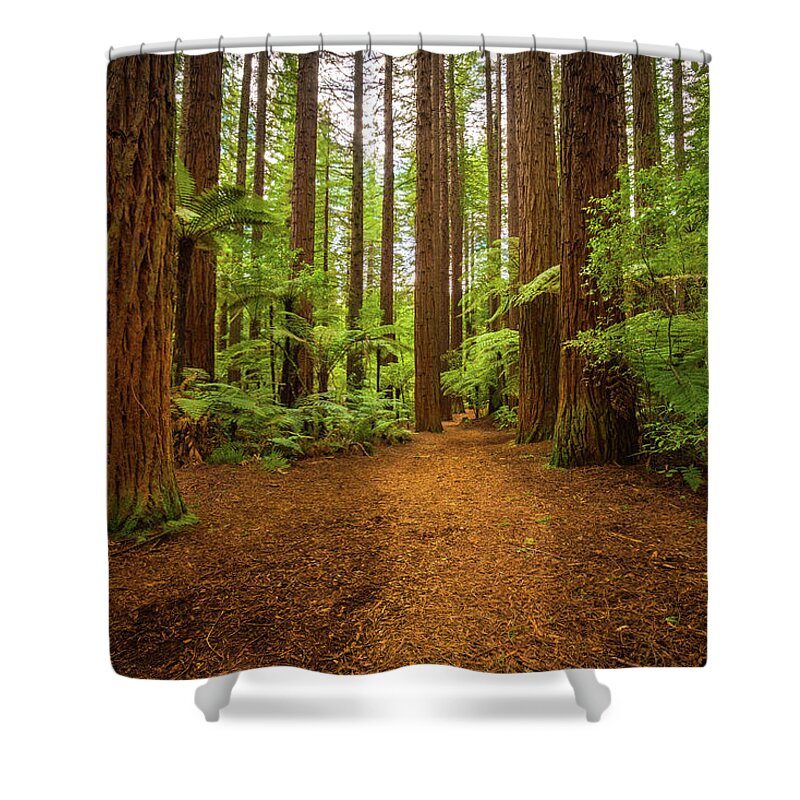 Tranquility Shower Curtain featuring the photograph Redwood Path by Photography By Ankh Photography (www.ankh.co.nz)