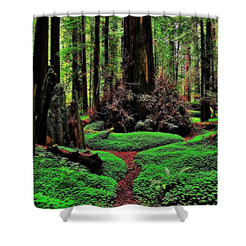 Redwood Shower Curtain featuring the photograph Redwoods Wonderland by Benjamin Yeager