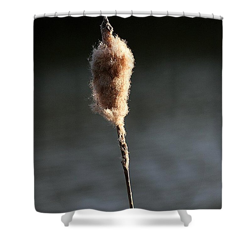 Canon Shower Curtain featuring the photograph Reed in the Sunset by Jeremy Hayden