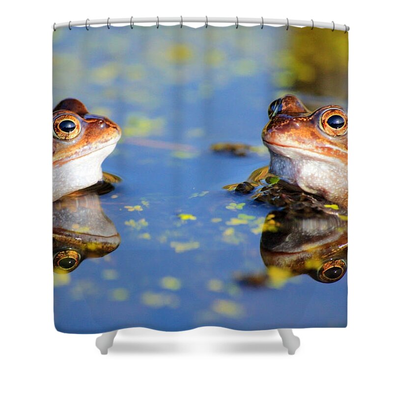 Frog Shower Curtain featuring the photograph Reflections by Chris Smith