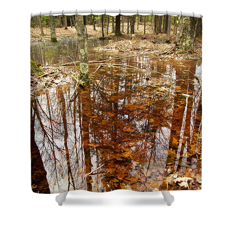Forest Shower Curtain featuring the photograph Reflections on a Forest Floor by Mary Lee Dereske