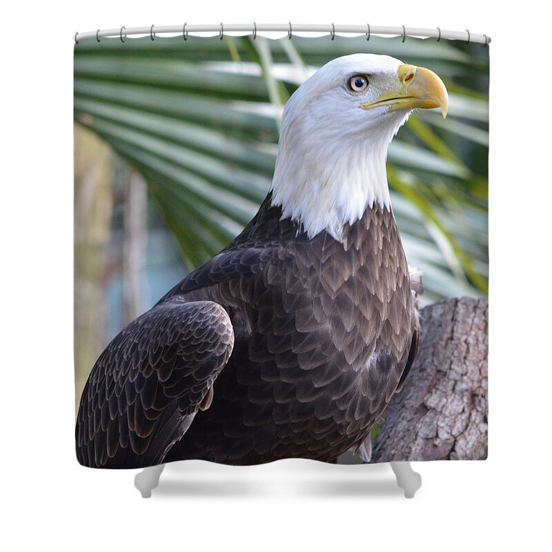 American Bald Eagle Shower Curtain featuring the photograph Regal Eagle by Richard Bryce and Family