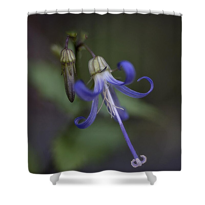 California Harebell Shower Curtain featuring the photograph Regal in Blue by Betty Depee