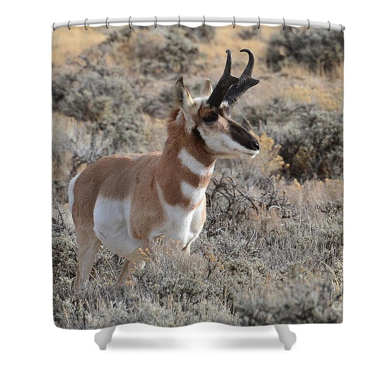 Antelope Shower Curtain featuring the photograph Regal Patriarch by Dorrene BrownButterfield