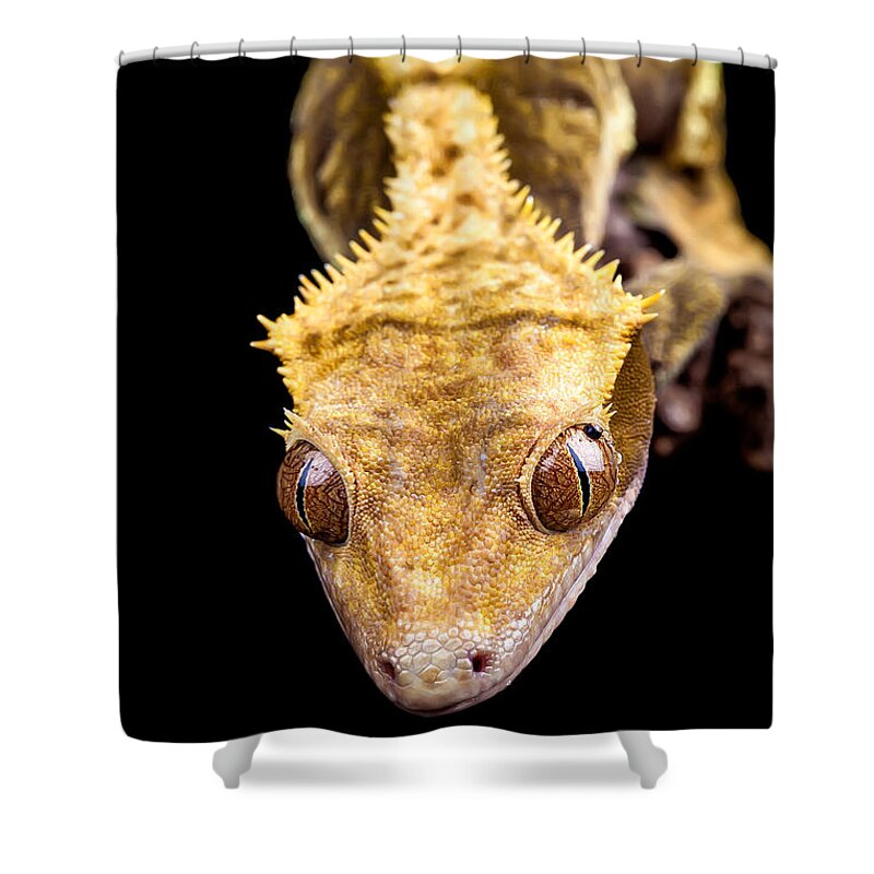 Abstract Shower Curtain featuring the photograph Reptile close up on black by Simon Bratt