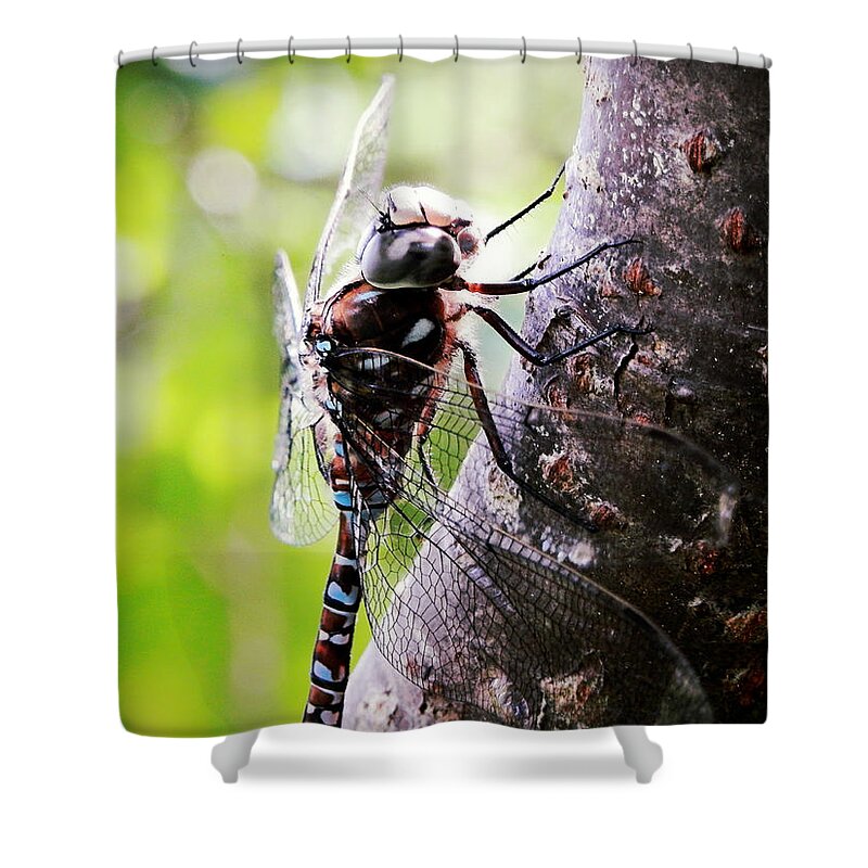 Resting Shower Curtain featuring the photograph Resting in Sunshine by Zinvolle Art
