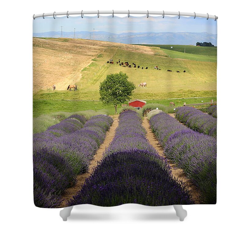Lavender Farm Shower Curtain featuring the photograph Resting in the Lavender Field by Carol Groenen