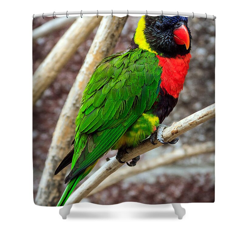 Rainbow Lory Shower Curtain featuring the photograph Resting Lory by Sennie Pierson