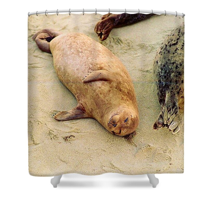 Seal Shower Curtain featuring the photograph Resting Seal by Kathy Bassett