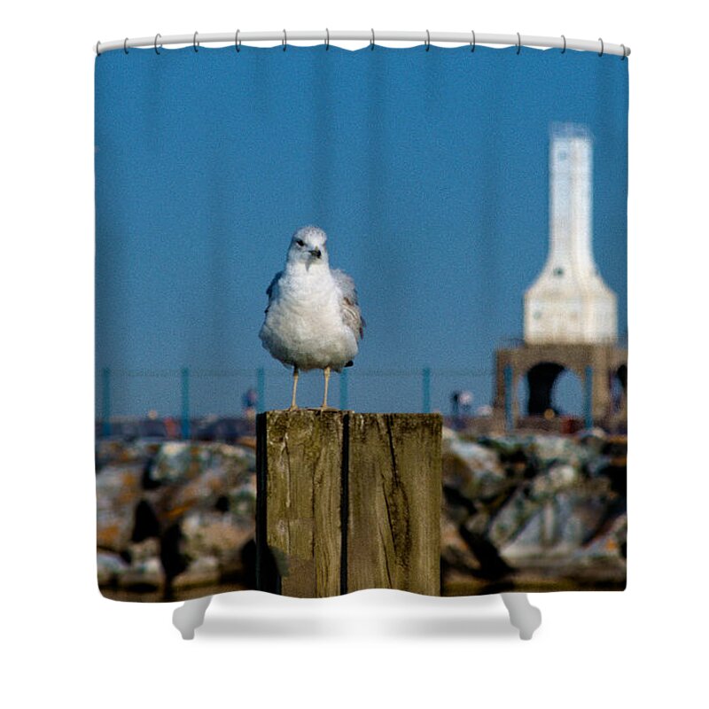 Seagull Shower Curtain featuring the photograph Resting Spot by James Meyer